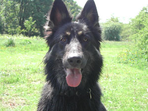 Kali