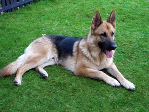 Leon