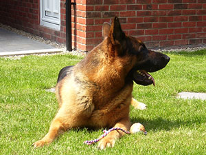 Major