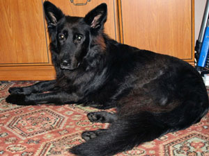 Max