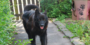 German Shepherd