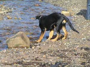 Mischa