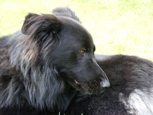 Murphy
