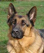 rescue a GSD