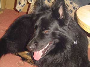 Rex