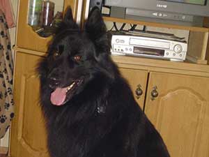 Rex