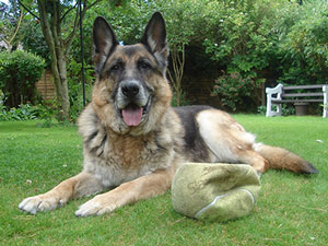 Rex