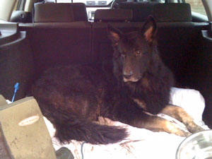 German Shepherd