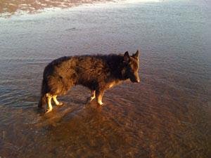 German Shepherd