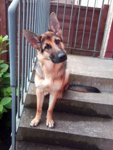 Sheba