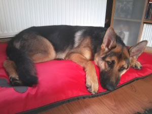 Sheba