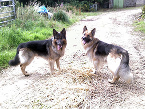 Troy and Nero