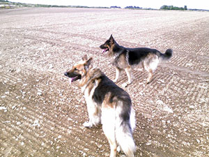 Troy and Nero