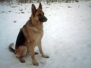 Tyro