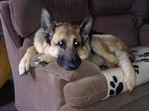 Tyro