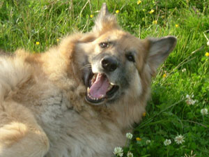German Shepherd
