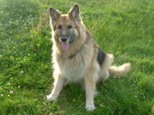 German Shepherd