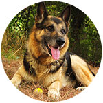 German Shepherd Fridge Magnet Design 1