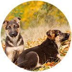 German Shepherd Fridge Magnet Design 10