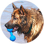 German Shepherd Fridge Magnet Design 11