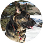 German Shepherd Fridge Magnet Design 12