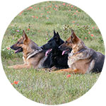 German Shepherd Fridge Magnet Design 2