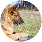 German Shepherd Fridge Magnet Design 3