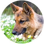 German Shepherd Fridge Magnet Design 4