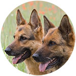 German Shepherd Fridge Magnet Design 5