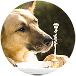 German Shepherd Fridge Magnet Design 6
