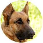 German Shepherd Fridge Magnet Design 7
