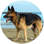 German Shepherd Fridge Magnet Design 8