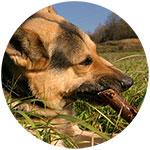 German Shepherd Fridge Magnet Design 9