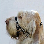 Dogmatic Head Collar