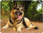 German Shepherd Mouse Mat Design 1