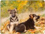 German Shepherd Mouse Mat Design 10
