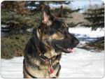 German Shepherd Mouse Mat Design 12