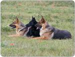 German Shepherd Mouse Mat Design 2