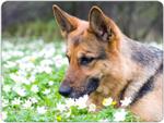 German Shepherd Mouse Mat Design 4