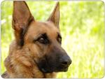 German Shepherd Mouse Mat Design 7