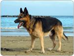 German Shepherd Mouse Mat Design 8