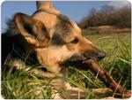 German Shepherd Mouse Mat Design 9
