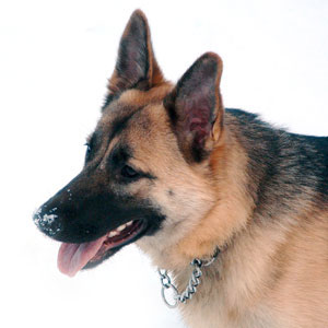 german shepherd dog