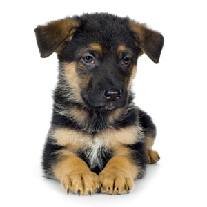 german shepherd puppy