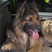 German Shepherd