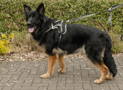 Kylo, a 5 months old male German Shepherd available for adoption from German Shepherd Rescue Scotland in Scotland