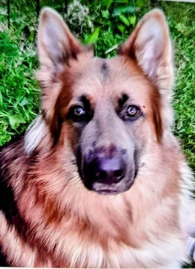 Kane, a 3 years old male German Shepherd available for adoption from German Shepherd Rescue Scotland in Scotland