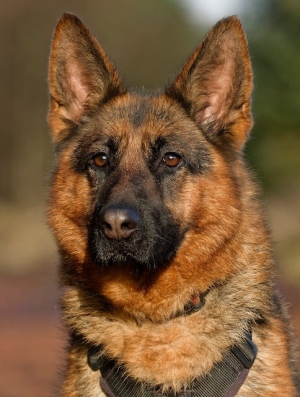 Koda